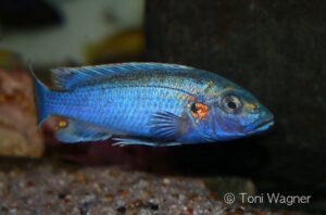 Melanochromis lepidiadaptes